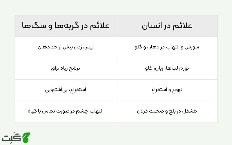 مسمویت گربه و سگ با گیاه دیفن باخیا