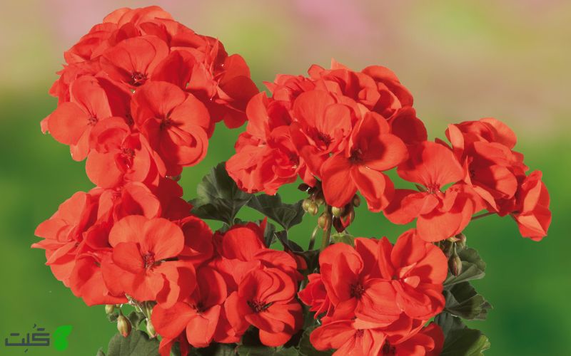 گل شمعدانی هلندی نارنجی