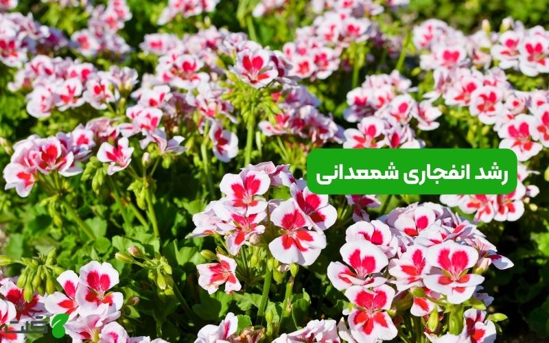 رشد انفجاری شمعدانی