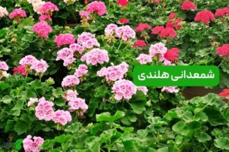 شمعدانی هلندی