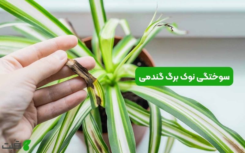 علت سوختگی نوک برگ گندمی