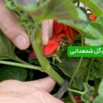 قلمه زدن گل شمعدانی