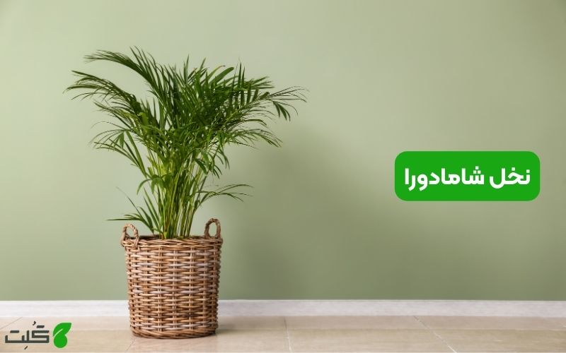 نخل شامادورا