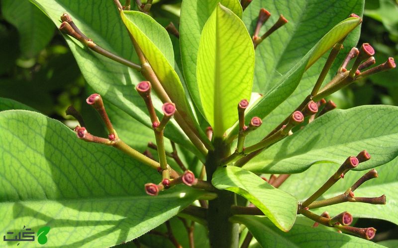 خواص گل فردوس