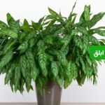 آگلونما ابلق