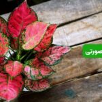 آگلونما صورتی