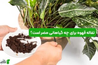 تفاله قهوه برای چه گیاهانی مضر است؟