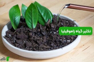 تکثیر گیاه زاموفیلیا 