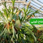 سرخس شاخ گوزنی