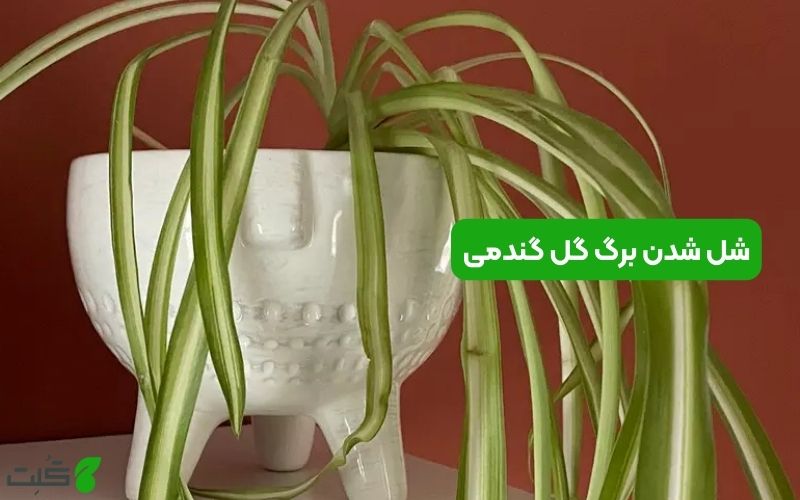 شل شدن برگ گل گندمی