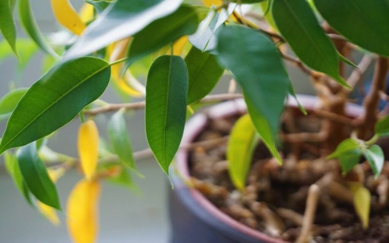 بیماری های فیکوس بنجامین بلک
