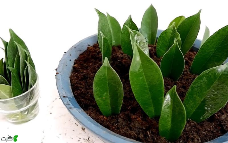 قلمه برگ فیکوس در خاک