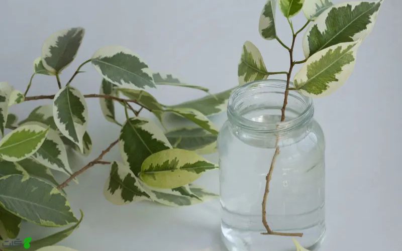 قلمه ساقه فیکوس بنجامین در آب