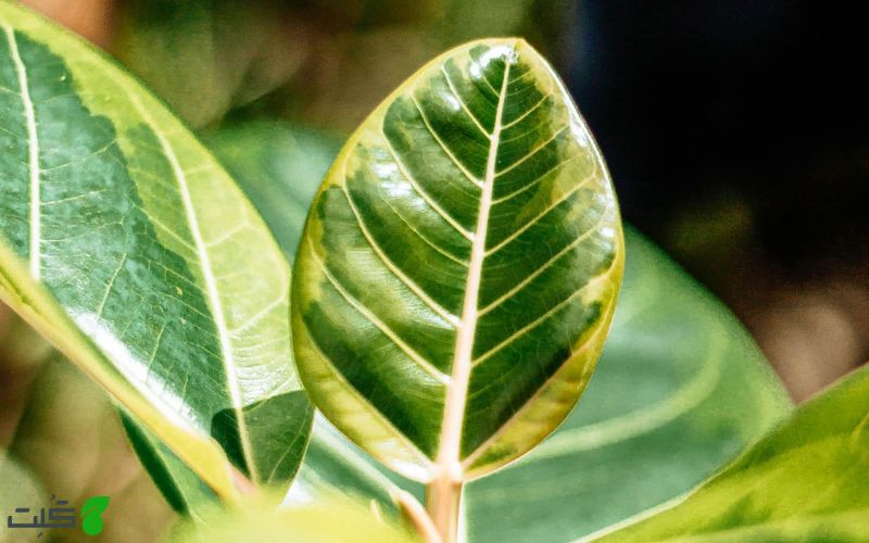 نگهداری فیکوس التیسیما