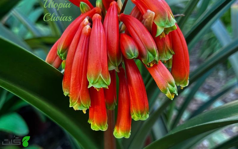 کلیویا روبوستا Clivia robusta