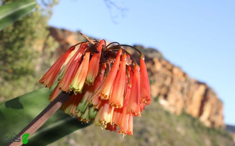 کلیویا میرابیلیس Clivia mirabilis