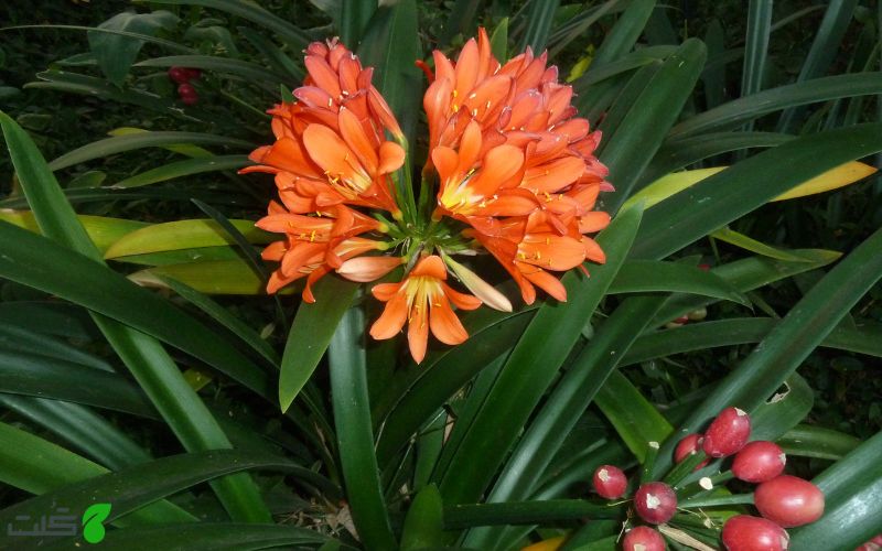 کلیویا میناتا Clivia miniata