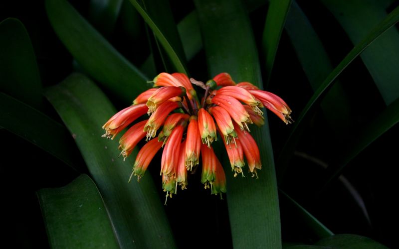 کلیویا نوبیلیس Clivia nobilis
