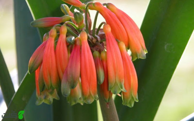 کلیویا کالسنس Clivia caulescens