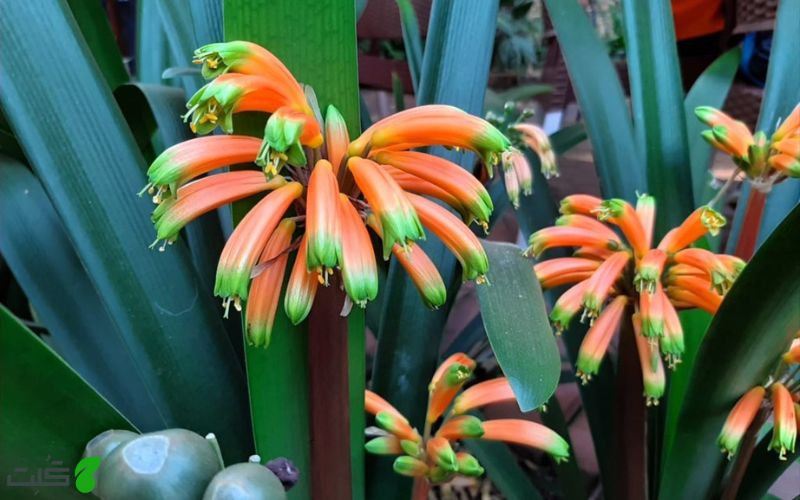 کلیویا گاردنی Clivia gardenii