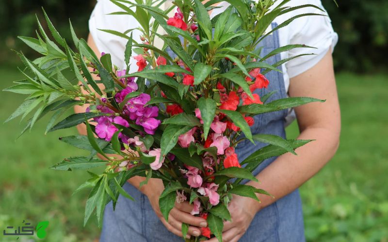 گل حنا گونه Impatiens balsamina