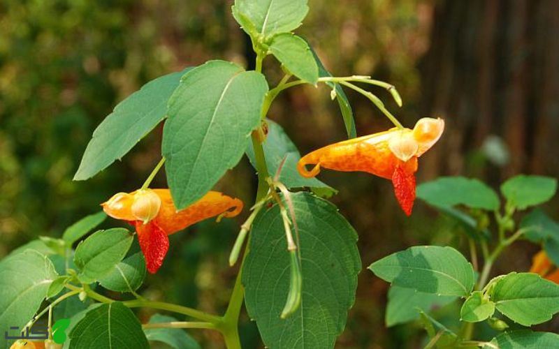 گل حنا گونه Impatiens capensis