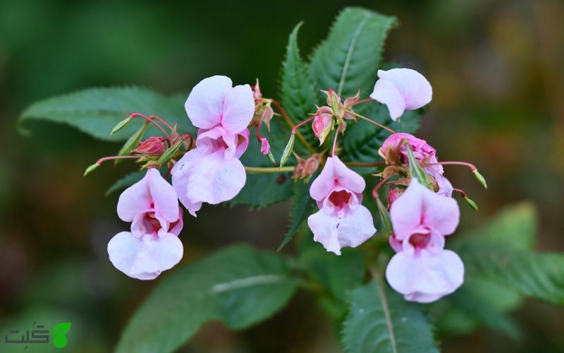 گل حنا گونه Impatiens glandulifera