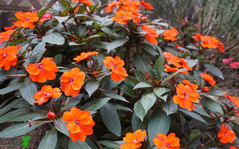 گل حنا گونه Impatiens hawkeri