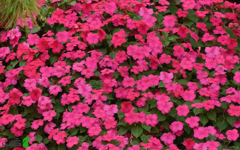 گل حنا گونه Impatiens walleriana