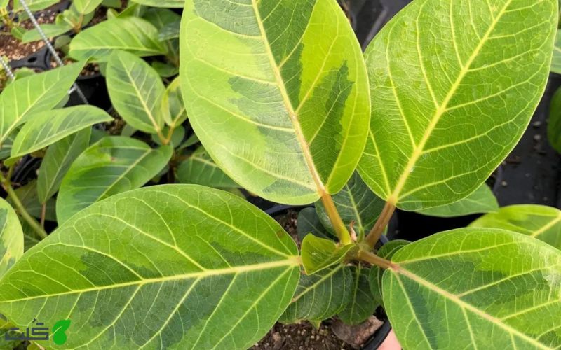 گل فیکوس التیسیما