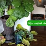افتادگی برگ فیکوس لیراتا