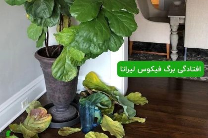افتادگی برگ فیکوس لیراتا