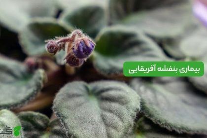بیماری های بنفشه آفریقایی
