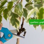 تکثیر فیکوس بنجامین