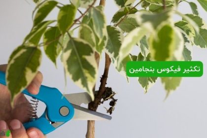 تکثیر فیکوس بنجامین