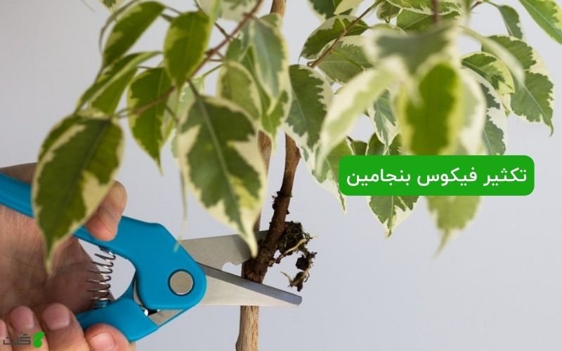 تکثیر فیکوس بنجامین