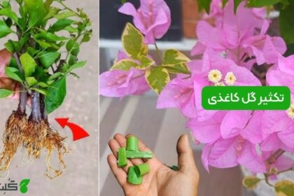 تکثیر گل کاغذی