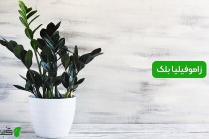 زاموفیلیا بلک