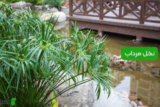 نخل مرداب