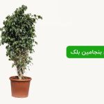 نگهداری فیکوس بنجامین بلک