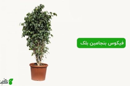 نگهداری فیکوس بنجامین بلک