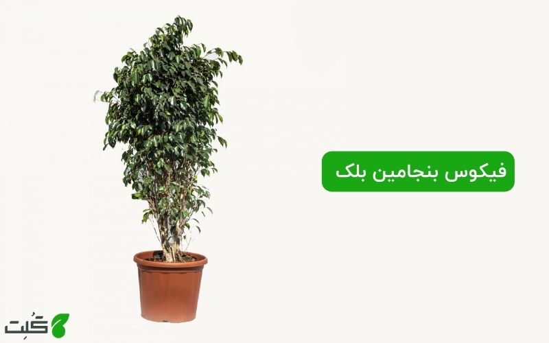 نگهداری فیکوس بنجامین بلک