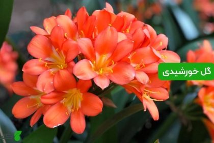 گل خورشیدی