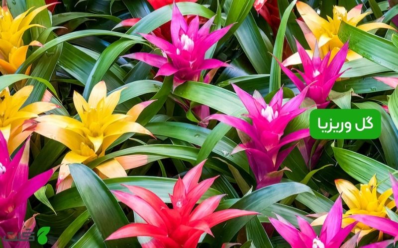 گل وریزیا