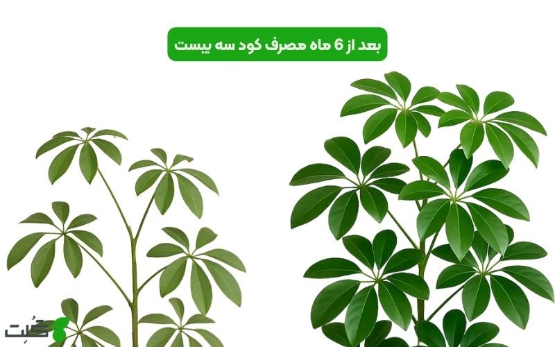 کود سه بیست برای شفلرا