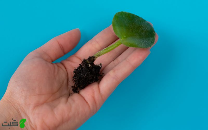 بهترین ترکیب خاک برای بنفشه آفریقایی