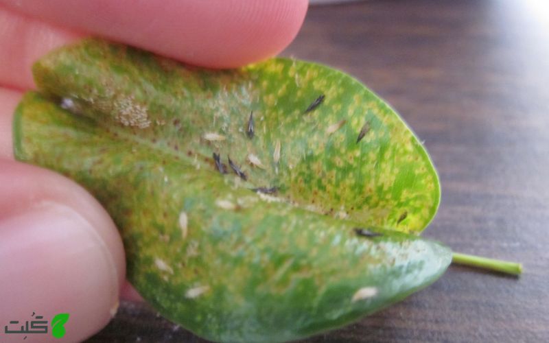 چسبناک روی بنجامین