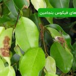 بیماری های فیکوس بنجامین