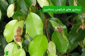 بیماری های فیکوس بنجامین