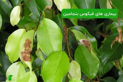 بیماری های فیکوس بنجامین